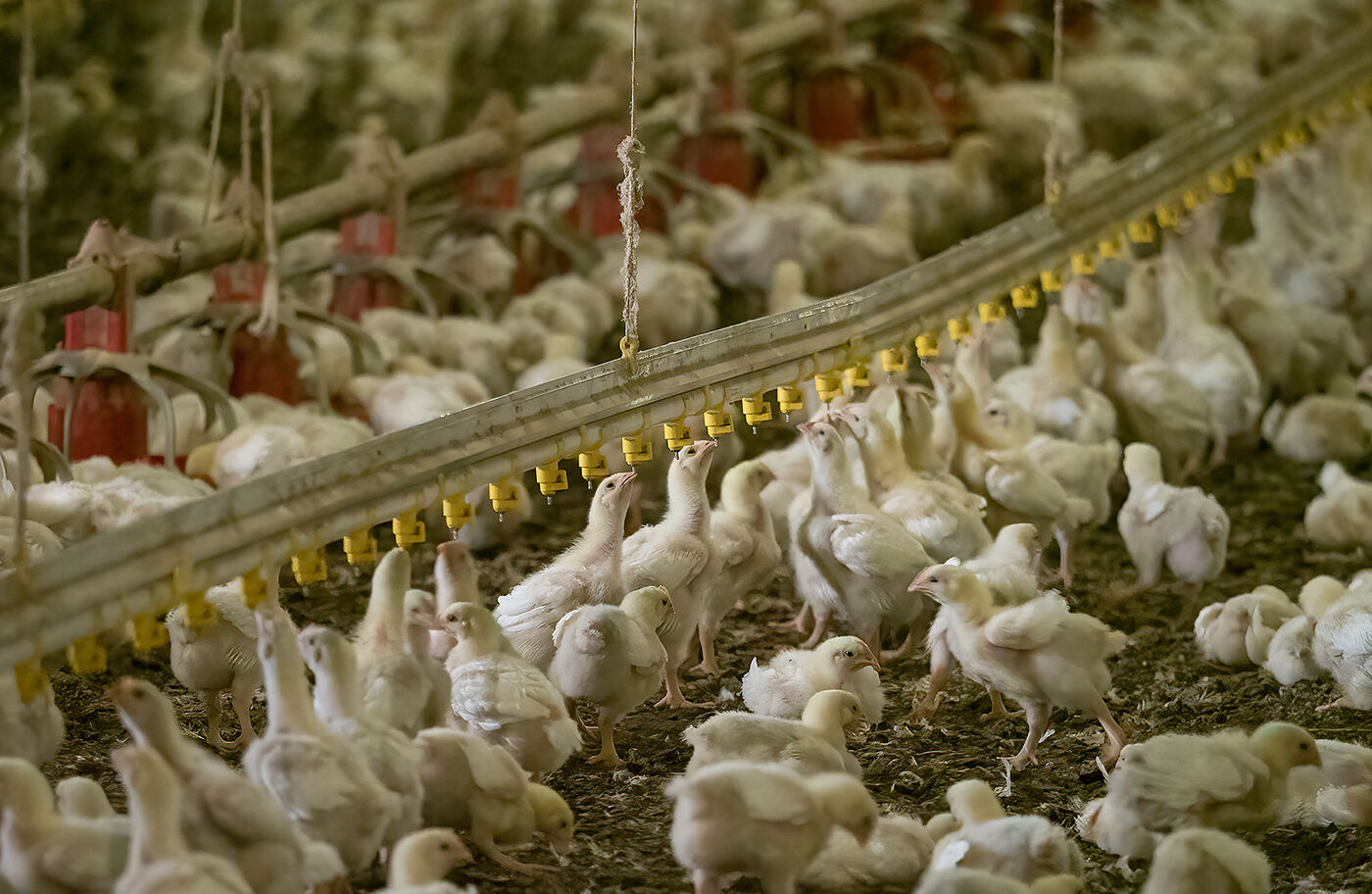 Interior of a poultry house